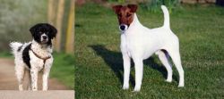 Wetterhoun vs Fox Terrier (Smooth) - Breed Comparison