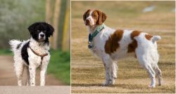 Wetterhoun vs French Brittany - Breed Comparison