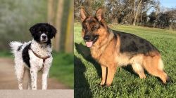 Wetterhoun vs German Shepherd - Breed Comparison