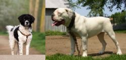 Wetterhoun vs Hermes Bulldogge - Breed Comparison