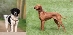 Wetterhoun vs Hungarian Vizsla - Breed Comparison