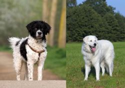 Wetterhoun vs Kuvasz - Breed Comparison