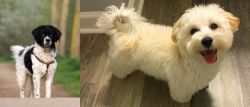 Wetterhoun vs Maltipoo - Breed Comparison
