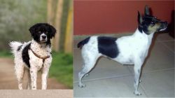 Wetterhoun vs Miniature Fox Terrier - Breed Comparison