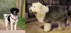 Wetterhoun vs Old English Sheepdog - Breed Comparison