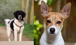 Wetterhoun vs Rat Terrier - Breed Comparison