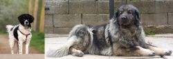 Wetterhoun vs Sarplaninac - Breed Comparison