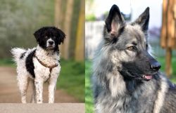 Wetterhoun vs Shiloh Shepherd - Breed Comparison
