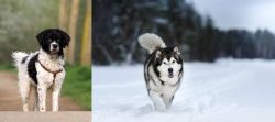 Wetterhoun vs Siberian Husky - Breed Comparison