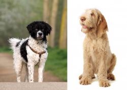 Wetterhoun vs Spinone Italiano - Breed Comparison