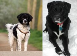 Wetterhoun vs St. John's Water Dog - Breed Comparison