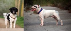 Wetterhoun vs Staffordshire Bull Terrier - Breed Comparison