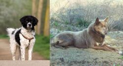 Wetterhoun vs Tahltan Bear Dog - Breed Comparison