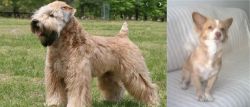 Wheaten Terrier vs Alopekis - Breed Comparison