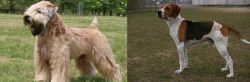 Wheaten Terrier vs Anglo-Francais de Petite Venerie - Breed Comparison