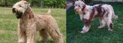 Wheaten Terrier vs Aussie Doodles - Breed Comparison