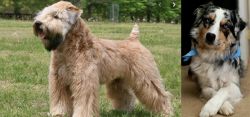 Wheaten Terrier vs Australian Collie - Breed Comparison