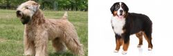 Wheaten Terrier vs Bernese Mountain Dog - Breed Comparison