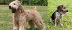 Wheaten Terrier vs Bluetick Beagle - Breed Comparison