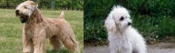 Wheaten Terrier vs Bolognese - Breed Comparison