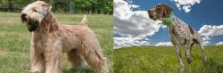 Wheaten Terrier vs Braque Francais (Pyrenean Type) - Breed Comparison
