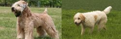Wheaten Terrier vs Briquet Griffon Vendeen - Breed Comparison