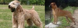 Wheaten Terrier vs Bullmastiff - Breed Comparison