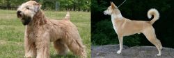 Wheaten Terrier vs Canaan Dog - Breed Comparison
