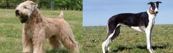 Wheaten Terrier vs Chart Polski - Breed Comparison