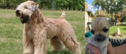 Wheaten Terrier vs Chihuahua - Breed Comparison