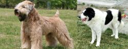 Wheaten Terrier vs Ciobanesc de Bucovina - Breed Comparison