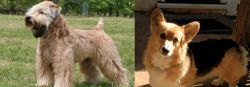 Wheaten Terrier vs Dorgi - Breed Comparison
