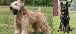 Wheaten Terrier vs East German Shepherd - Breed Comparison