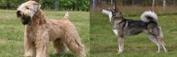 Wheaten Terrier vs East Siberian Laika - Breed Comparison