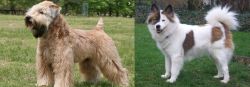 Wheaten Terrier vs Elo - Breed Comparison