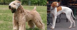 Wheaten Terrier vs English Pointer - Breed Comparison