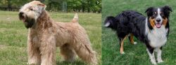 Wheaten Terrier vs English Shepherd - Breed Comparison