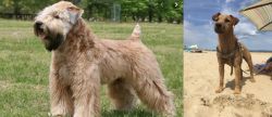 Wheaten Terrier vs Fell Terrier - Breed Comparison