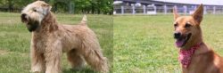 Wheaten Terrier vs Formosan Mountain Dog - Breed Comparison