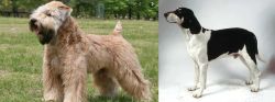 Wheaten Terrier vs Francais Blanc et Noir - Breed Comparison