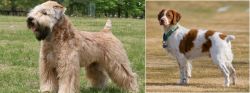 Wheaten Terrier vs French Brittany - Breed Comparison