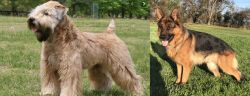 Wheaten Terrier vs German Shepherd - Breed Comparison