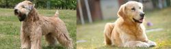Wheaten Terrier vs Goldador - Breed Comparison