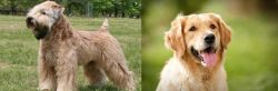 Wheaten Terrier vs Golden Retriever - Breed Comparison
