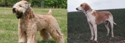 Wheaten Terrier vs Grand Anglo-Francais Blanc et Orange - Breed Comparison
