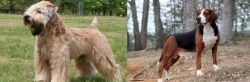 Wheaten Terrier vs Hamiltonstovare - Breed Comparison