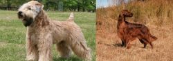 Wheaten Terrier vs Irish Setter - Breed Comparison