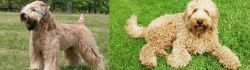 Wheaten Terrier vs Labradoodle - Breed Comparison