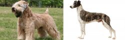 Wheaten Terrier vs Magyar Agar - Breed Comparison