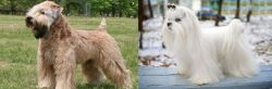 Wheaten Terrier vs Maltese - Breed Comparison
